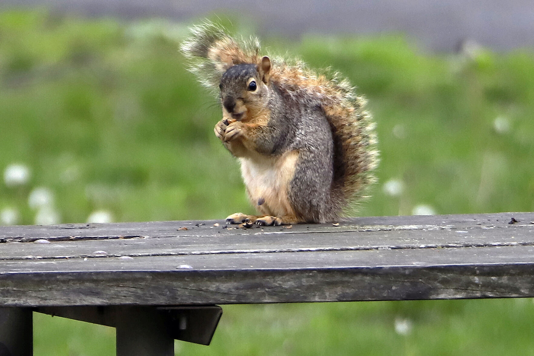 Squirrel